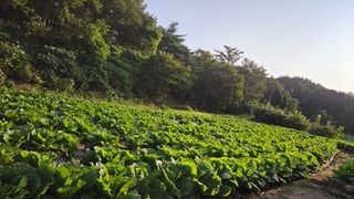 안나농부님의 배추 · 결구기 농작업 작성글 사진