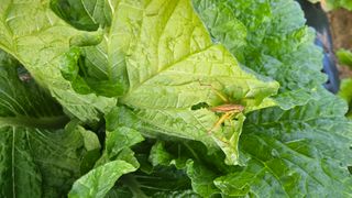 안나농부님의 배추 · 결구기 농작업 작성글 사진