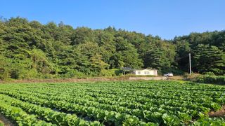 안나농부님의 배추 · 결구기 농작업 작성글 사진