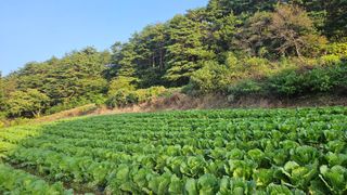안나농부님의 배추 · 결구기 농작업 작성글 사진