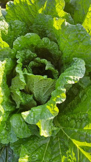 안나농부님의 배추 · 결구기 농작업 작성글 사진