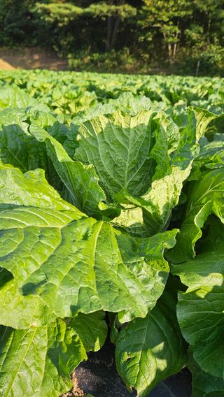 안나농부님의 배추 · 결구기 농작업 작성글 사진