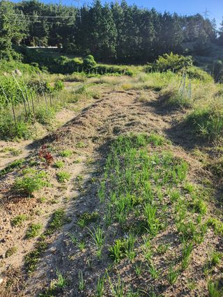 도깨비윤샘 님의 토마토 · 영농일지 작성글 사진
