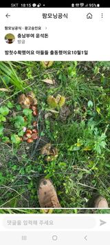 팜모닝 감·병해충상담 게시글 이미지