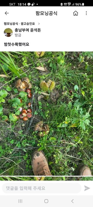 윤석돈님의 감 · 병해충상담 작성글 사진