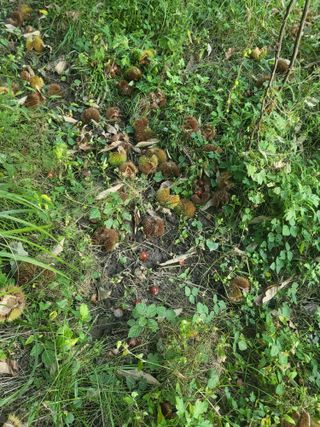 윤석돈님의 감 · 병해충상담 작성글 사진