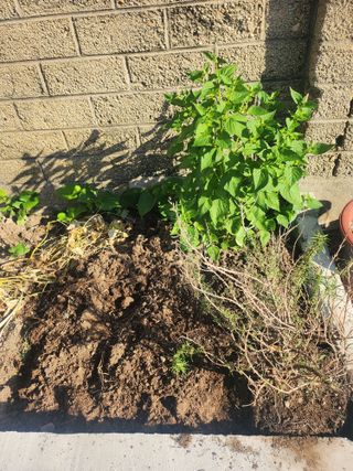 나영호님의 ↑ 윷놀이 하고 추석덕담 하기 · 참여글 작성글 사진