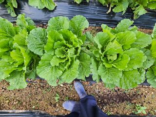 연모 자연의행복님의 배추 · 일상 작성글 사진