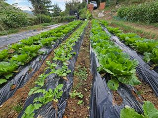 연모 자연의행복님의 배추 · 일상 작성글 사진