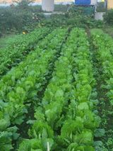 팜모닝 배추·영농일지 게시글 이미지