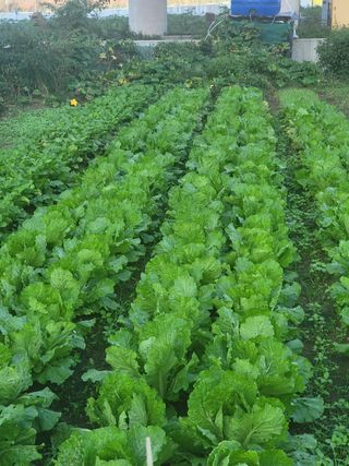 임호철님의 배추 · 영농일지 작성글 사진