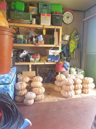 김주해님의 호박 · 영농일지 작성글 사진