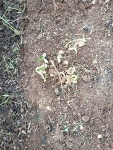 팜모닝 기타작물·자유게시판 게시글 이미지