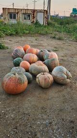 팜모닝 호박·자유게시판 게시글 이미지