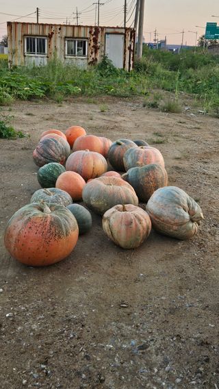 종철아님의 호박 · 자유게시판 작성글 사진