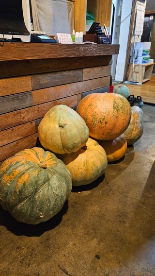 종철아님의 호박 · 자유게시판 작성글 사진