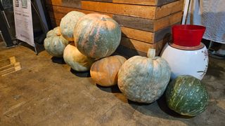 종철아님의 호박 · 자유게시판 작성글 사진