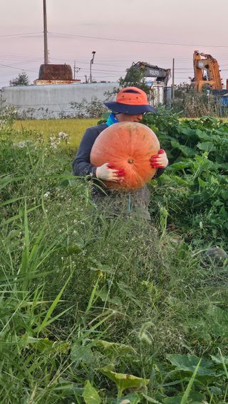 종철아님의 호박 · 자유게시판 작성글 사진