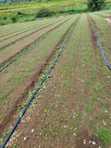 팜모닝 ↑ 윷놀이 하고 추석덕담 하기·참여글 게시글 이미지