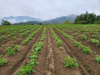 금우님의 감자 · 자유게시판 작성글 사진