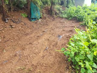 대구달서구권장현님의 들깨 · 자유게시판 작성글 사진