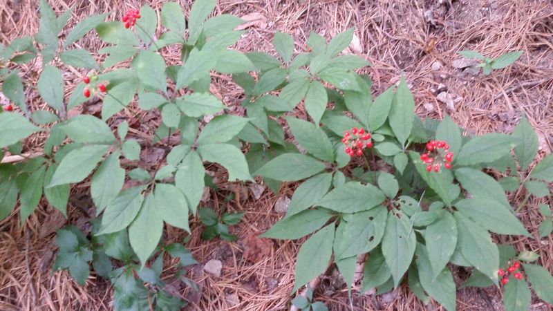 신재용님의 장터 판매 상품 [장뇌삼 파격 할인판매 ] 첨부 사진