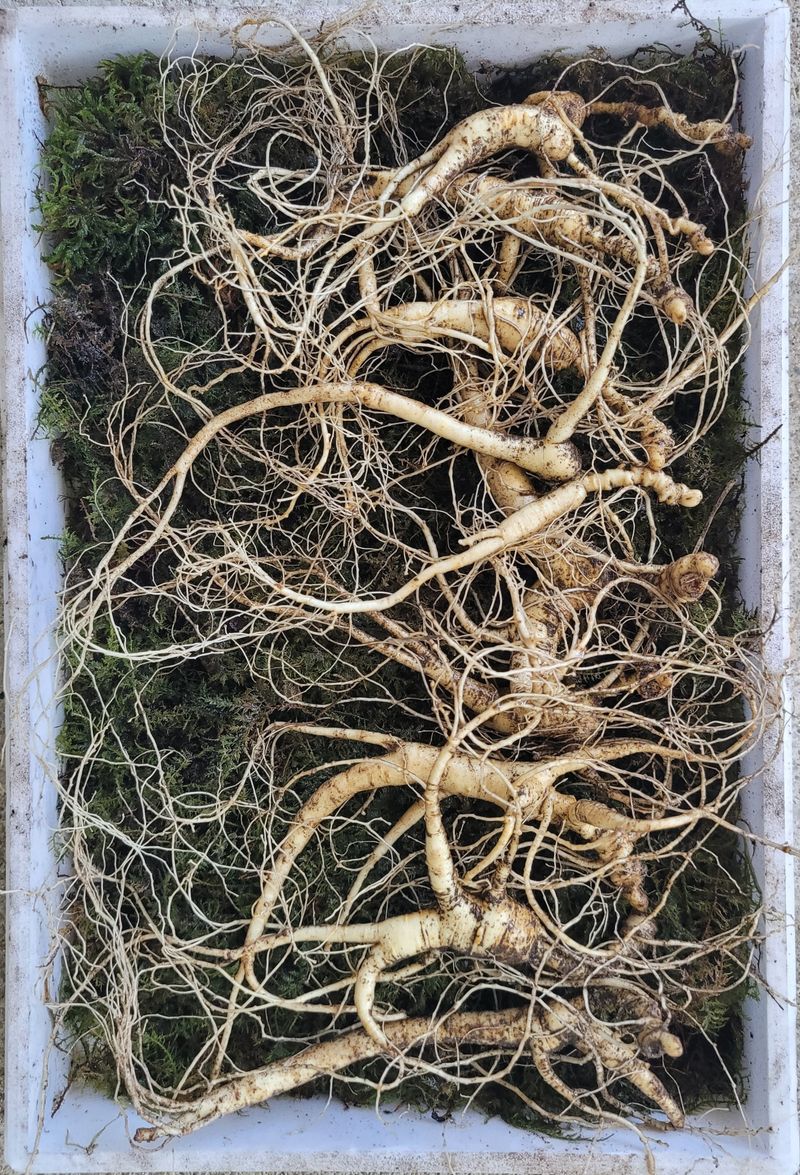 신재용님의 장터 판매 상품 [장뇌삼 파격 할인판매 ] 첨부 사진