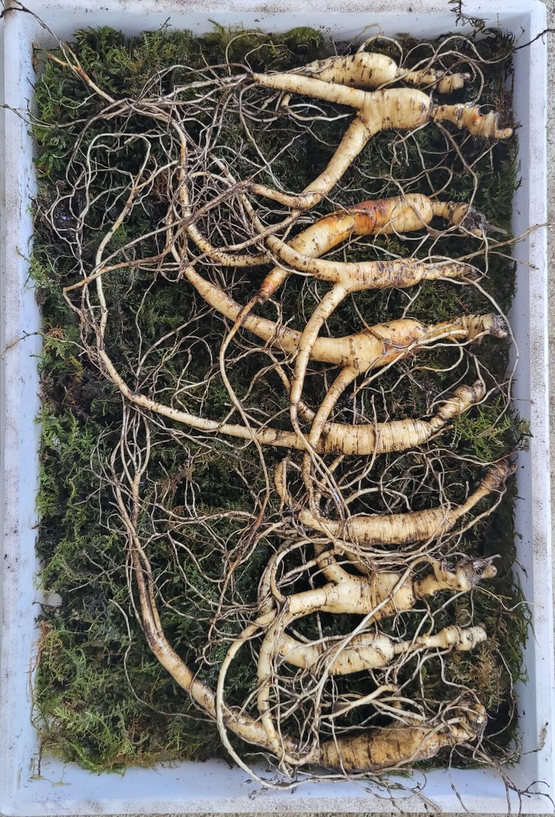 신재용님의 장터 판매 상품 [장뇌삼 파격 할인판매 ] 첨부 사진