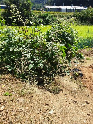 참깨8107님의 ↑ 윷놀이 하고 추석덕담 하기 · 참여글 작성글 사진