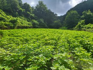 구혜명님의 호박 · 자유게시판 작성글 사진
