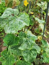 팜모닝 오이·병해충상담 게시글 이미지