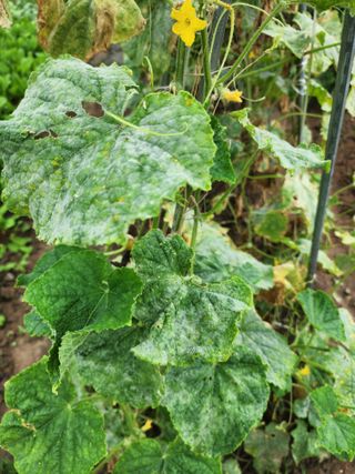 장영님의 오이 · 병해충상담 작성글 사진