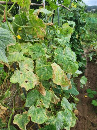 장영님의 오이 · 병해충상담 작성글 사진