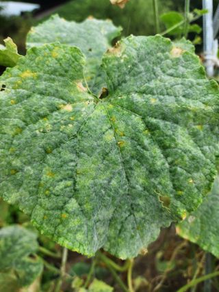 장영님의 오이 · 병해충상담 작성글 사진