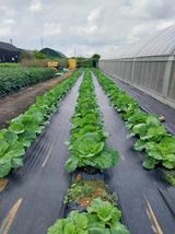 팜모닝 ↑ 윷놀이 하고 추석덕담 하기·참여글 게시글 이미지