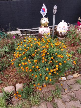 (청사초롱)님의 ↑ 윷놀이 하고 추석덕담 하기 · 참여글 작성글 사진