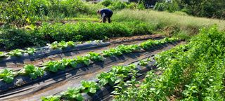 정옥자님의 ↑ 윷놀이 하고 추석덕담 하기 · 참여글 작성글 사진