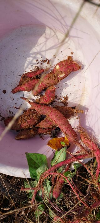 정옥자님의 ↑ 윷놀이 하고 추석덕담 하기 · 참여글 작성글 사진