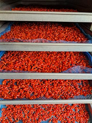 갈산구기자님의 기타작물 · 영농일지 작성글 사진