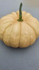 팜모닝 기타작물·병해충상담 게시글 이미지