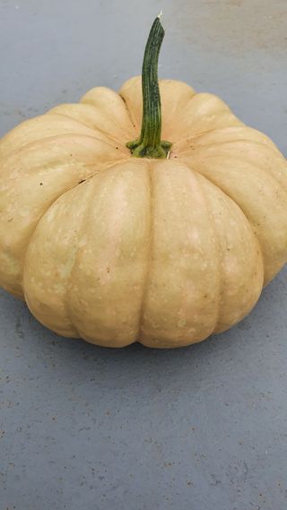 참방개님의 기타작물 · 병해충상담 작성글 사진