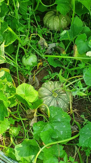 참방개님의 기타작물 · 병해충상담 작성글 사진