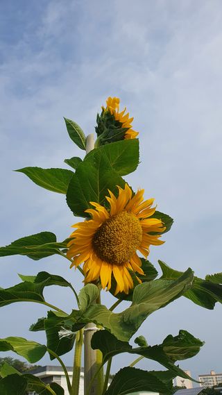 참방개님의 기타작물 · 병해충상담 작성글 사진