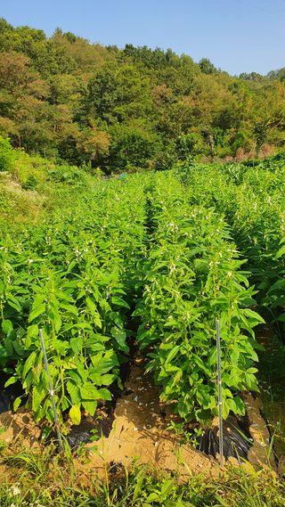 참방개님의 기타작물 · 병해충상담 작성글 사진