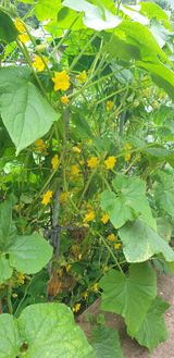 팜모닝 기타작물·병해충상담 게시글 이미지