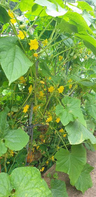 심여사님의 기타작물 · 병해충상담 작성글 사진