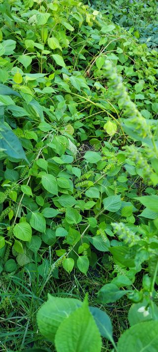 이의도님의 들깨 · 자유게시판 작성글 사진