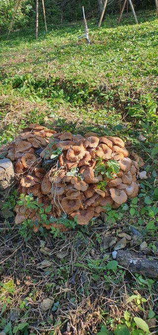 명황성님의 버섯 · 품종•종자 작성글 사진