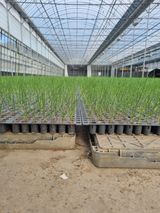 팜모닝 양파·자유게시판 게시글 이미지