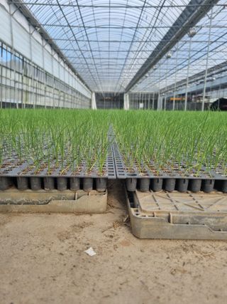 이재진님의 양파 · 자유게시판 작성글 사진